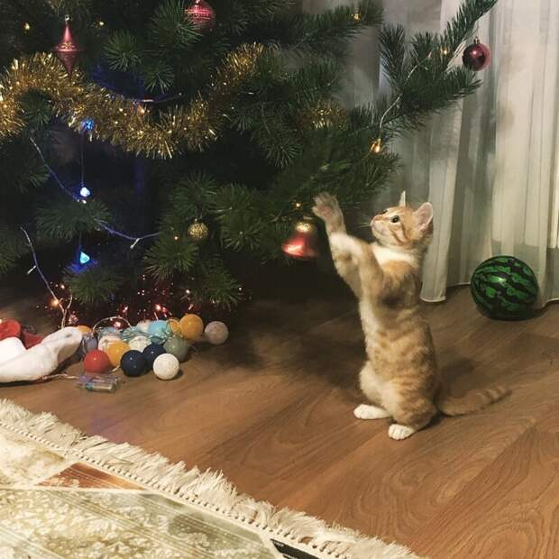 Jingle bells, jingle bells елка, игрушки, кот, новый год, разбой