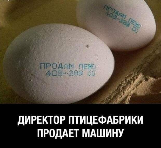Очень смешные свежие картинки с надписями (вторник)