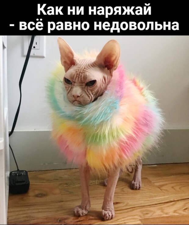изображение: Как ни наряжай - всё равно недовольна #Котоматрицы