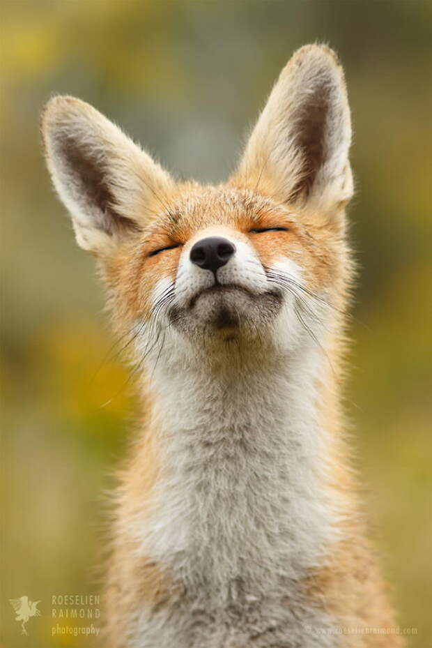 Дикие лисы в фотографиях Roeselien Raimond