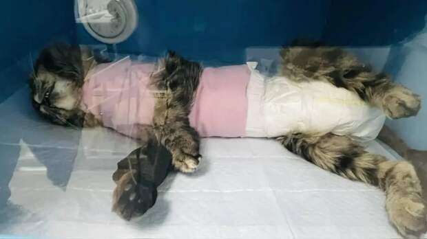 Астраханцы спасают замученную до полусмерти кошку