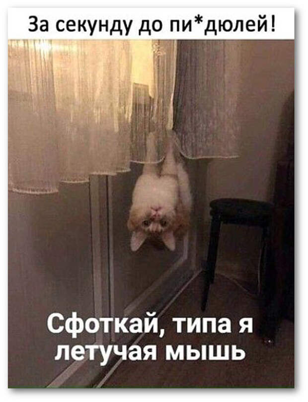 изображение: Кот висит на шторах: - Сфоткай типа я летучая мышь #Котоматрицы