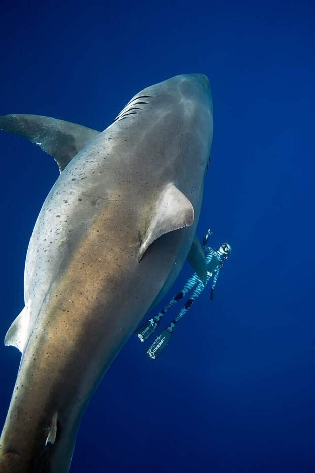 Дип Блю - самая огромная белая акула в мире.  Уникальные фото гиганта Большая белая акула, акула, наука