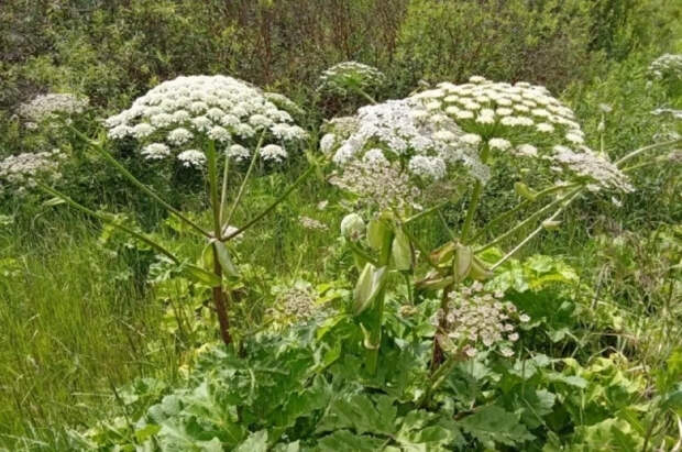 Юрист Яковлева предупредила дачников о новом штрафе - 50 тыс. за борщевик