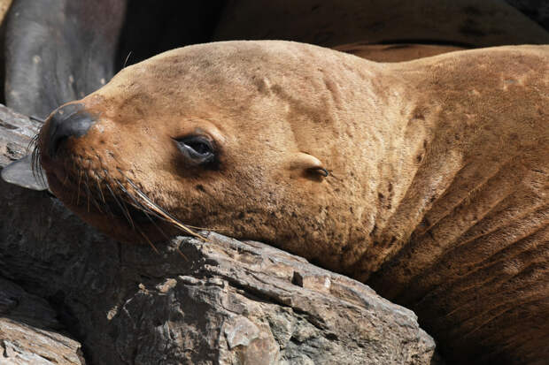 Почтальон наткнулся на голодного тюлененка посреди улицы