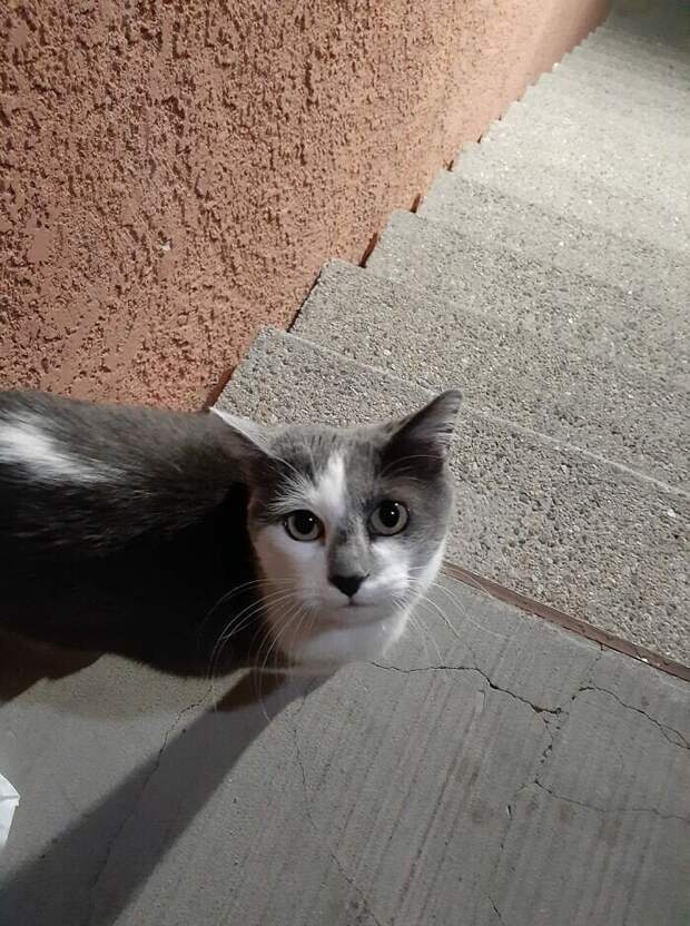 Внезапные котейки, которые неожиданно заявились к людям