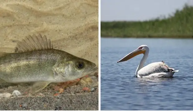 Озеро Балхаш имеет разнообразную флору и фауну. Озеро Балхаш имеет разнообразную флору и фауну.