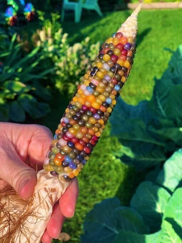 Фермер из Оклахомы Чарльз Барнс вывел цветную кукурузу