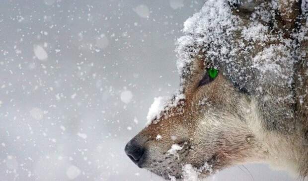 В районе Карелии продолжается охота на волков после убийства собаки