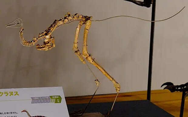 Короткие руки динозавров: учёные предполагают, что их использовали для переноски яиц