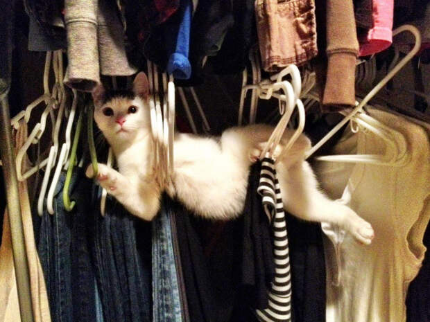Котики, которые попали в неловкое положение