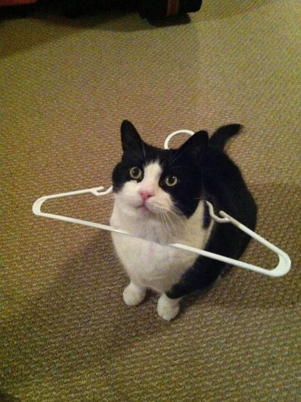 Котики, которые попали в неловкое положение