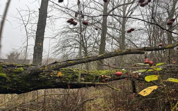 В Рязанской области 14 апреля ждут дождя и ветер 17 м/с