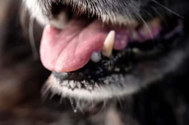 NYT: конфликт на Украине спровоцировал обратную эволюцию собак