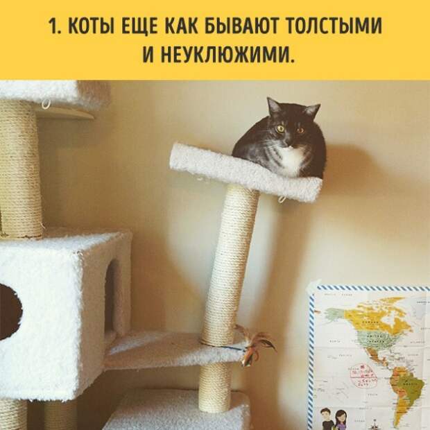 18 вещей, c которыми вы столкнетесь, когда заведете кошку коты, пушистики, факты