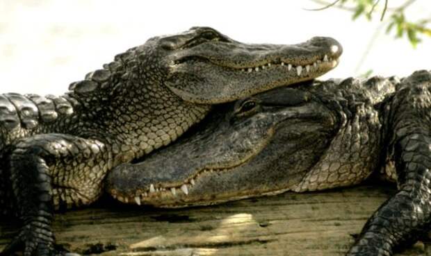 Факты о крокодилах, после которых вам не захочется покупать из них сумочки