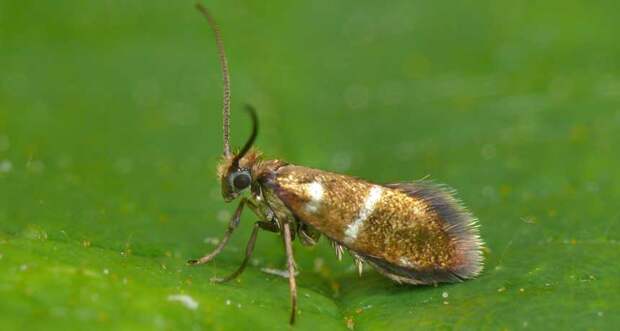 Micropterix aruncella