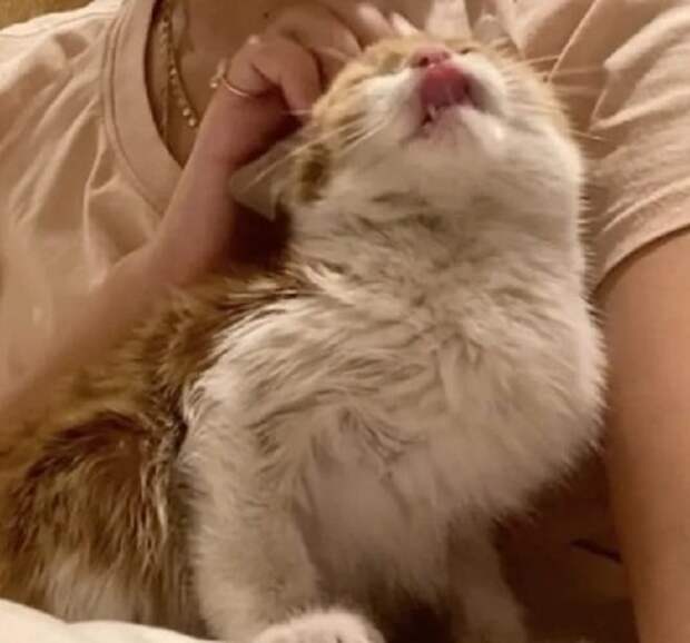 Котенок облизывается Котенка гладят