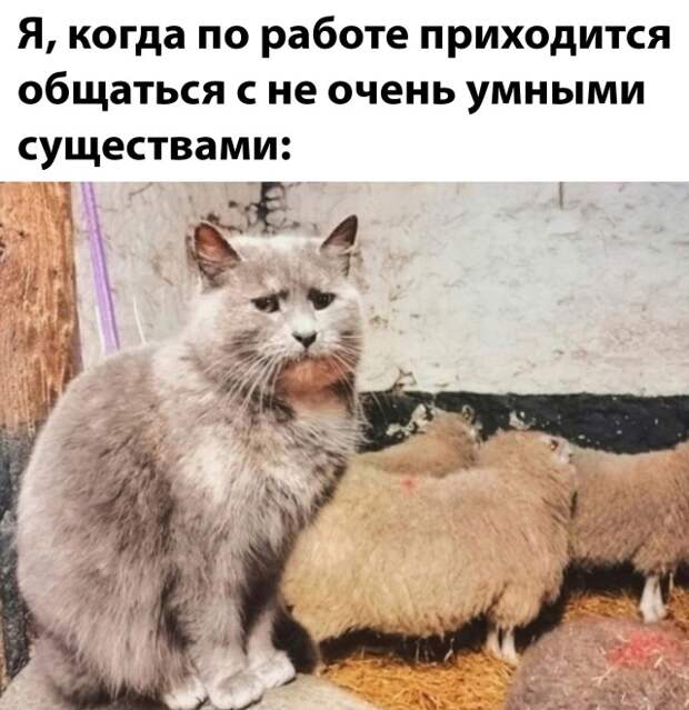 Смешные картинки 4 ноября 2021 года