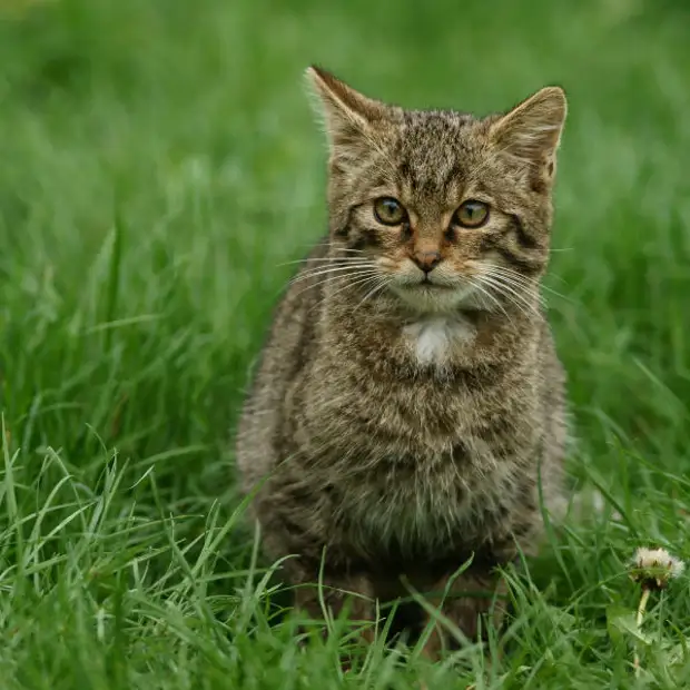 Дикая полностью. Лесной кот. Лесной кот котята добыча. Самый маленький Лесной кот. Тайский Лесной кот.