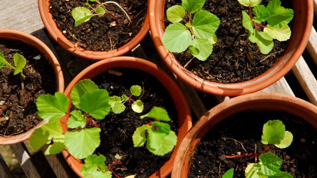 Пожелтели листья, завяли без полива? Срочно спасаем рассаду, пока не поздно