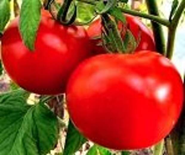 помидоры Ляна