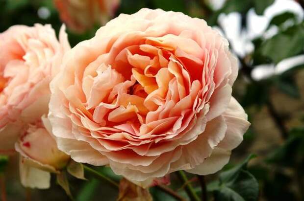 Роза сорт William Morris с божественным классическим ароматом, фото автора