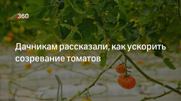 Дачникам рассказали, как ускорить созревание томатов