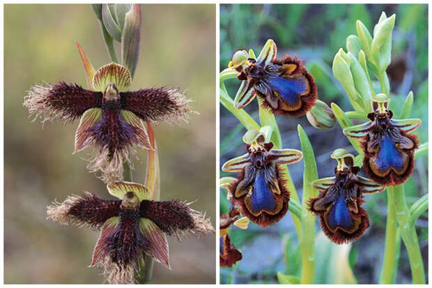 Mutant Purple-Beard-Orchid и Bee-Orchid интересное, красота, орхидеи, флора, цветы