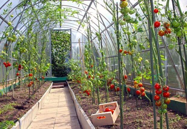5 советов, которые помогут вырастить небывалый урожай томатов