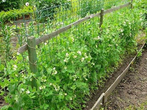 Горох сорт Эра. Фото с сайта happyfazenda.ru Горох сорт Эра. Фото с сайта happyfazenda.ru