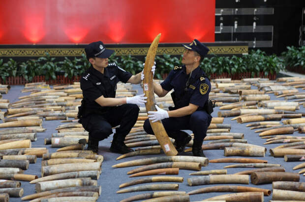 Контрабандисты предпринимали попытки замаскировать слоновую кость под шоколад, покрыв глазурью. /Фото: news.cgtn.com