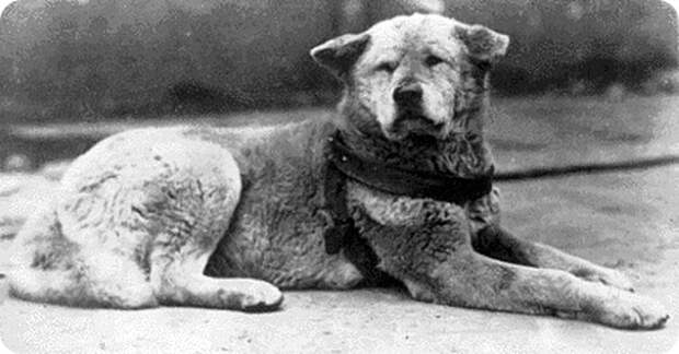 Реальная история с настоящей японской собакой Хатико c фото