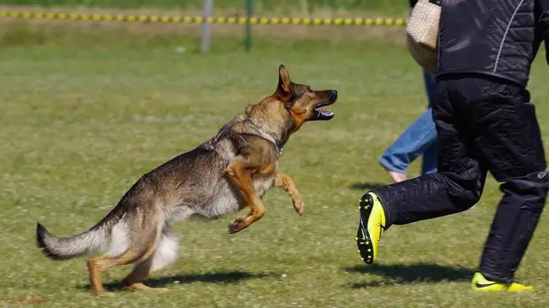 В Ростове жители не ходят на улицу из-за собак, а власти назначили главу потребрынка