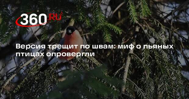 Биолог Русинов развеял миф о пьяных птицах