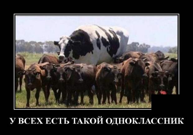 Демотиваторы