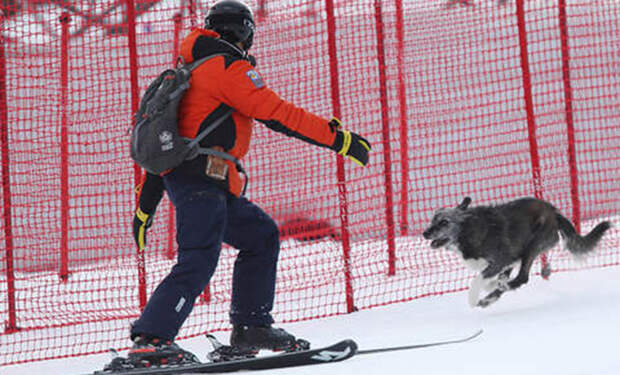 Неудержимый пес выскочил на горнолыжный спуск Олимпиады и прошел всю трассу слалома