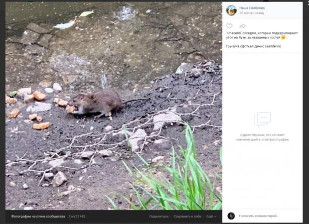 Фото дня: корма для уток на Яузе хватило и грызунам