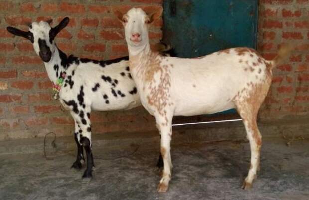 Барбари — мясо-молочная порода с необычной пятнистой окраской родом из Сомали. © fermerss 📷 