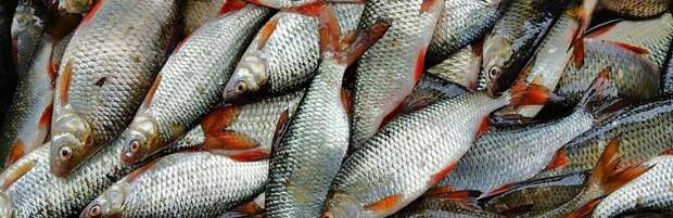 Полиция Мангистау предупреждает жителей о рейдах против браконьеров