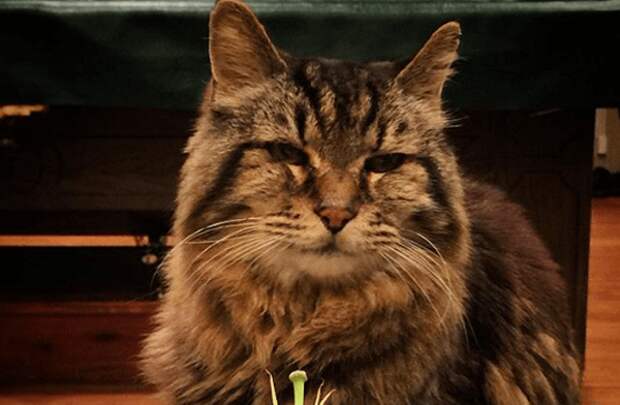Удивительная история про кота долгожителя, который прожил 182 года