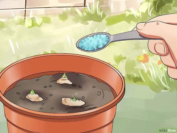Изображение с названием Grow a Ginger Plant Step 9