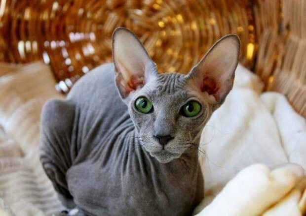 Peterbald_07-650x461