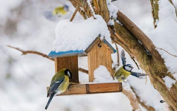 Сибирский антициклон принесёт похолодание в Петербург 21 января