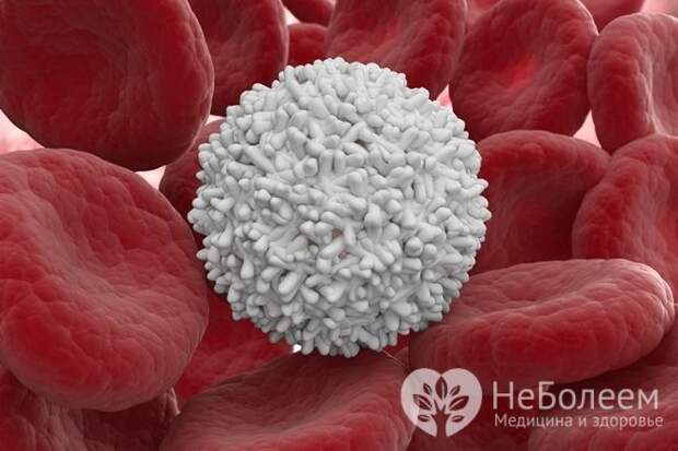 Лейкоциты, или белые кровяные тельца выполняют в организме защитную функцию