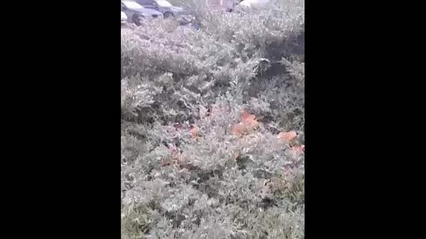 Video: Видео от Донецкая группа новостей|Донецк.ДНР