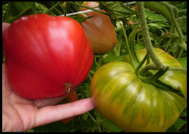 низкорослые сорта томатов для открытого грунта