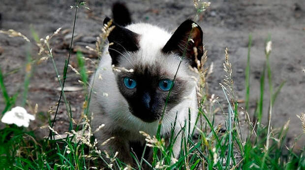 Заботливый Санёк