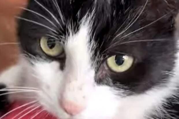 На российских зоозащитников завели дела о клевете за травлю "семьи живодера"