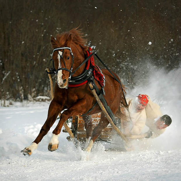 Фотография: Сказочная красота — арабские и андалузские лошади №3 - BigPicture.ru